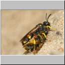 Cerceris rybyensis - Knotenwespe 38b mit Lasioglossum - Furchenbiene - Sandgrube OS-Wallenhorst.jpg